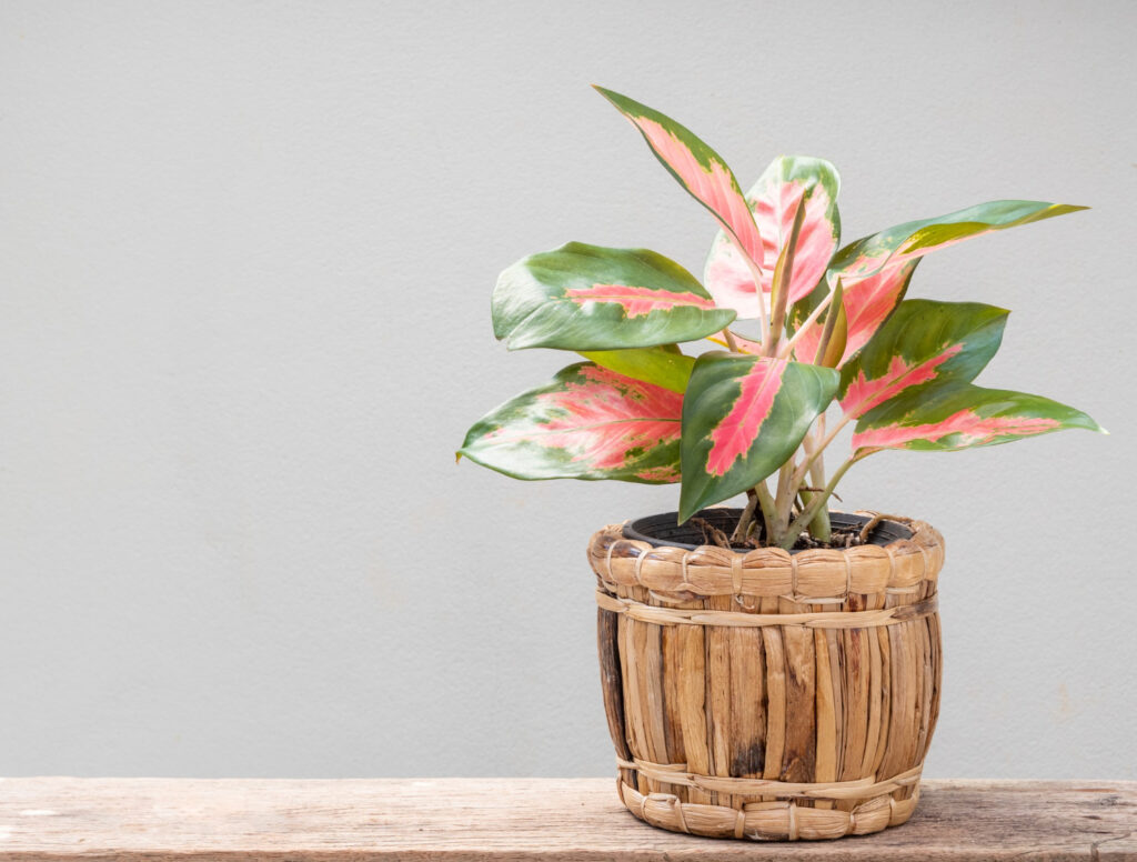 Aglaonema