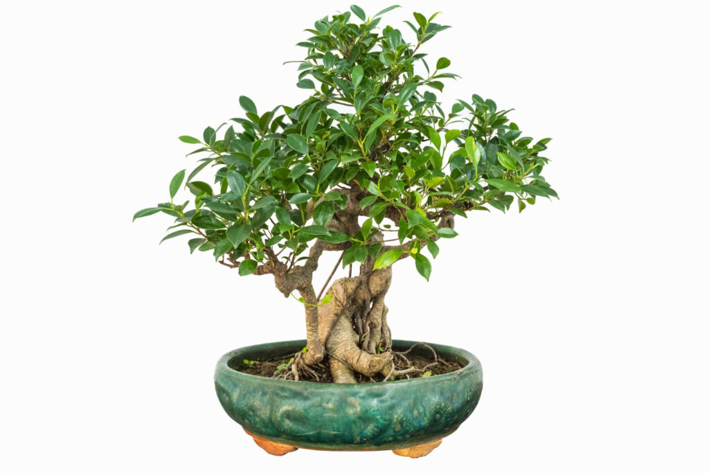 Árvore da Felicidade em Bonsai