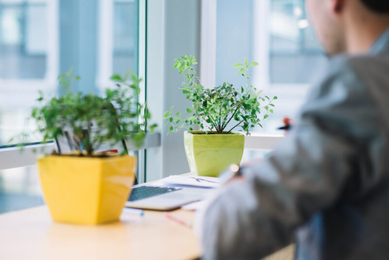 Plantas no escritório: mais que decoração